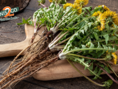 Wildniscamp am Riedlhof – Entgiften mit heimischen Wildkräutern