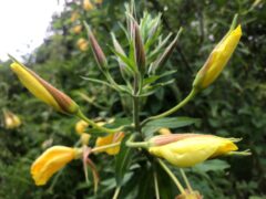 Naturverbindung ist Heilung - kostenloses Webinar